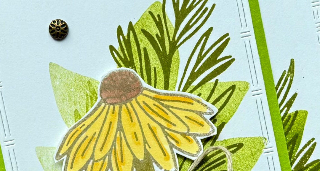 Coneflower – Which Do You Chose?